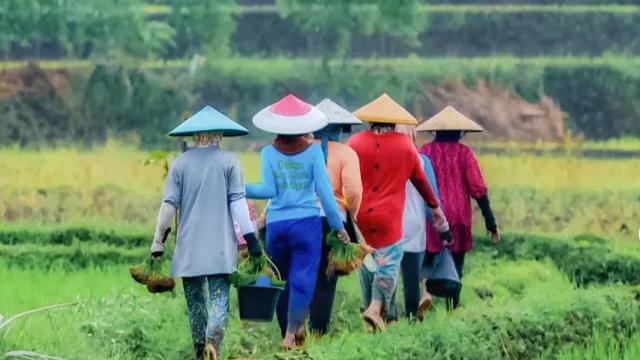 Pertanian Indonesia di Persimpangan Zaman: Antara Krisis Regenerasi dan Peluang Agritech