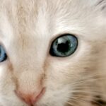 Mengapa Induk Kucing Sering Memindahkan Anak-anaknya? Ini Penjelasan Ilmiahnya