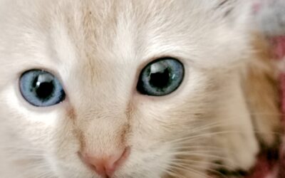 Mengapa Induk Kucing Sering Memindahkan Anak-anaknya? Ini Penjelasan Ilmiahnya