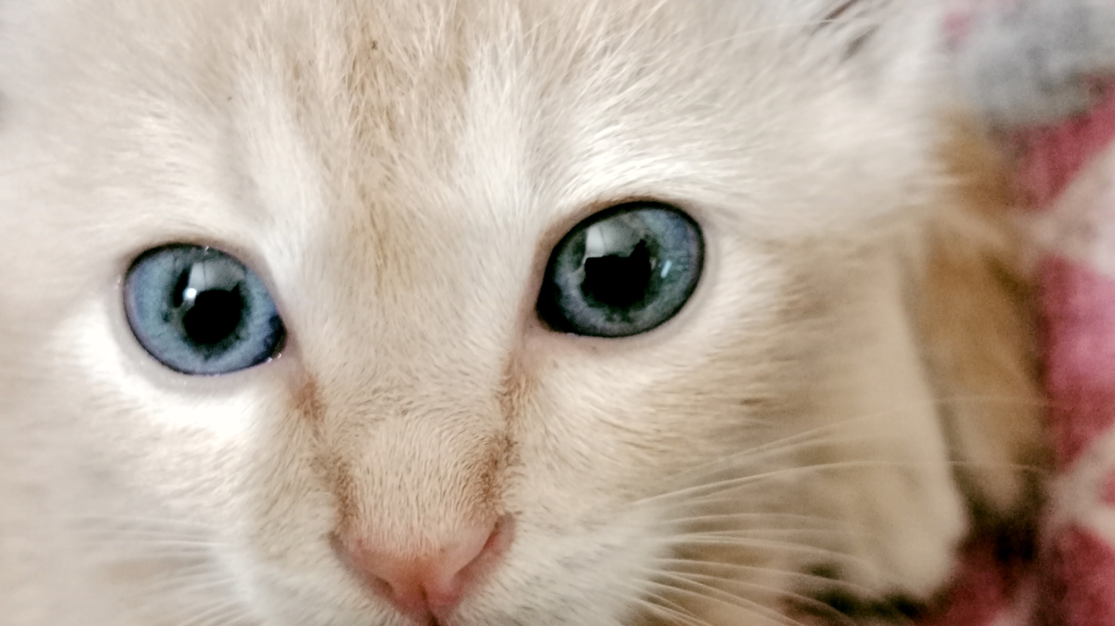 Mengapa Induk Kucing Sering Memindahkan Anak-anaknya? Ini Penjelasan Ilmiahnya