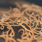 Cacing Gelang Menyebabkan Kematian Balita