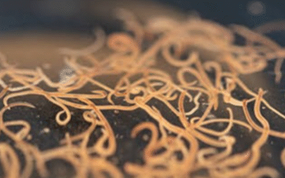 Cacing Gelang Menyebabkan Kematian Balita