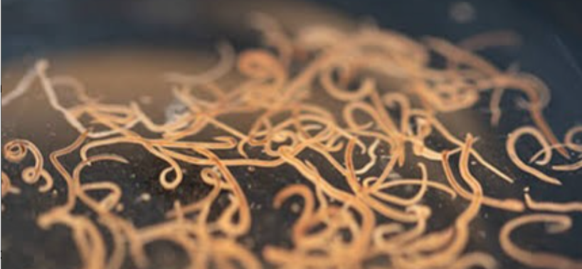 Cacing Gelang Menyebabkan Kematian Balita