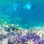 Kupang Beyond Transit: Menyelami Surga Bawah Laut yang Terlupakan