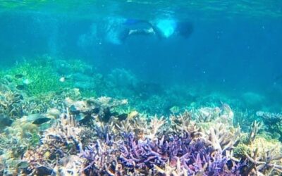 Kupang Beyond Transit: Menyelami Surga Bawah Laut yang Terlupakan