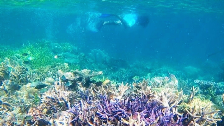 Kupang Beyond Transit: Menyelami Surga Bawah Laut yang Terlupakan