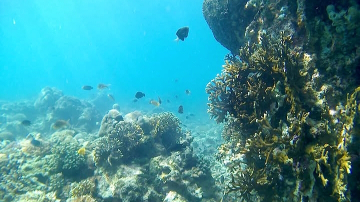 Kupang Beyond Transit: Menyelami Surga Bawah Laut yang Terlupakan