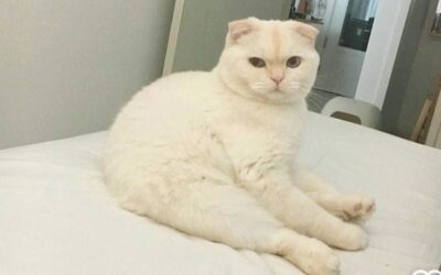 Menguak Mitos Kucing Putih: Fakta Ilmiah di Balik Stigma yang Melekat