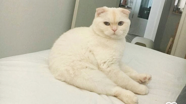 Menguak Mitos Kucing Putih: Fakta Ilmiah di Balik Stigma yang Melekat