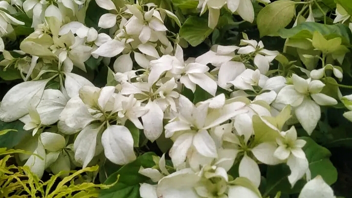 7 Tanaman Hias Berbunga Putih yang Membuat Rumah Lebih Damai dan Elegan