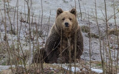 5 Fakta Menarik Beruang Cokelat Eurasia, dari Pembunuh hingga Vegan