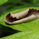 5 Fakta Menarik Uropyia meticulodina, Ngengat dengan Kamera Sempurna